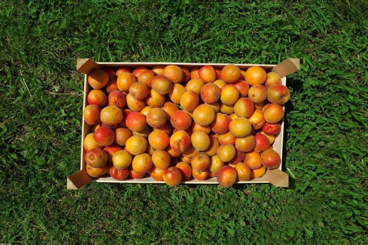 Is Organic Always the Most Sustainable Choice?