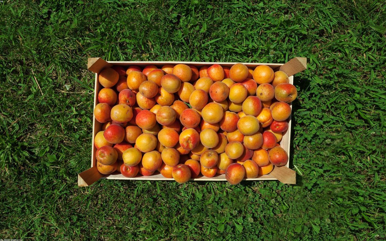 Is Organic Always the Most Sustainable Choice?
