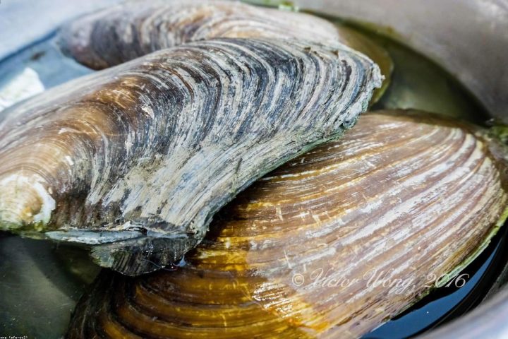 A Quick Guide to Sustainable Seafood Without the Confusion