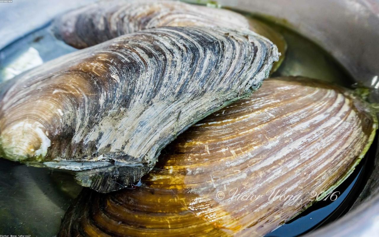 A Quick Guide to Sustainable Seafood Without the Confusion