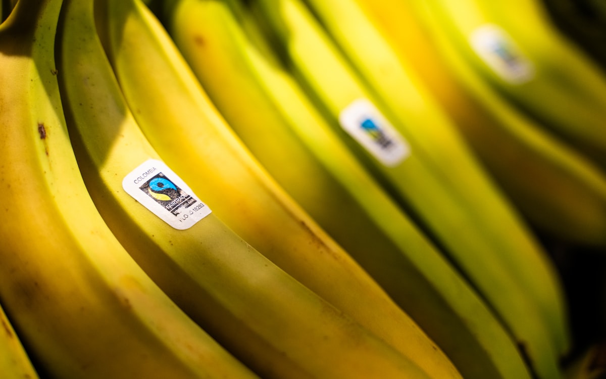 Several ripe bananas with fair trade stickers