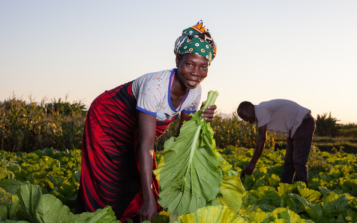 Farmers harvest leafy greens in the field
